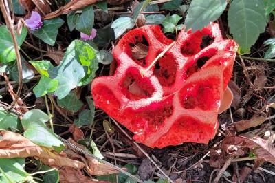 Clathrus ruber