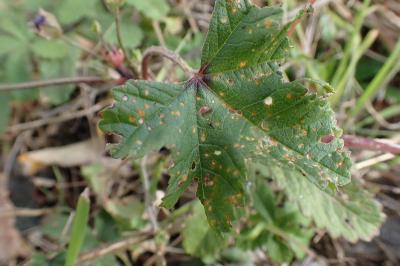 Puccinia malvacearum