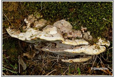 Ganoderma applanatum