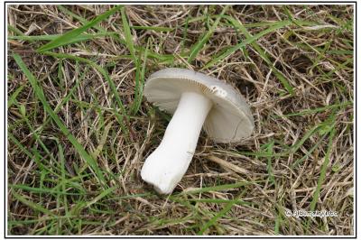 Russula