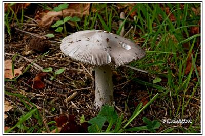 Amanita