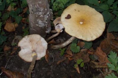 Armillaria mellea