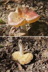 Russula