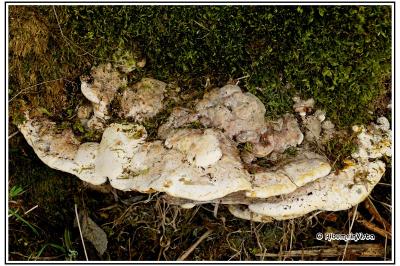 Perenniporia fraxinea