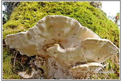 Perenniporia fraxinea