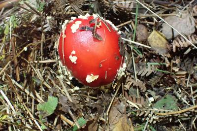 Amanita muscaria