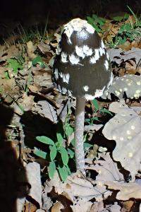 Coprinus atramentarius