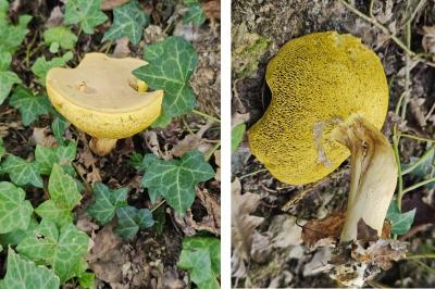 Xerocomus subtomentosus