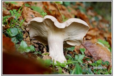 Clitocybe phyllophila