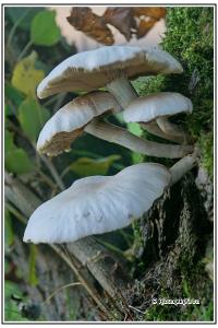 Cyclocybe cylindracea