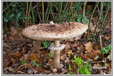 Macrolepiota procera