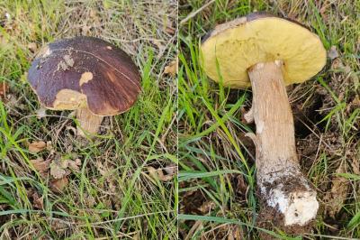 Boletus edulis