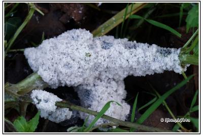 Mucilago crustacea (groupe)