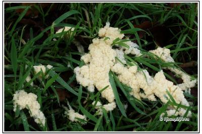 Mucilago crustacea (groupe)