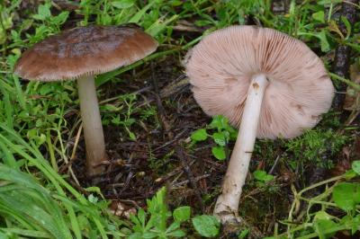 Pluteus primus