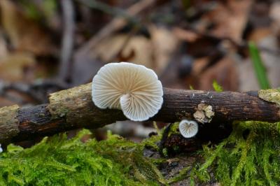 Crepidotus variabilis