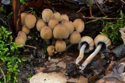 Coprinellus micaceus