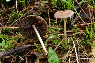 Psathyrella spadiceogrisea