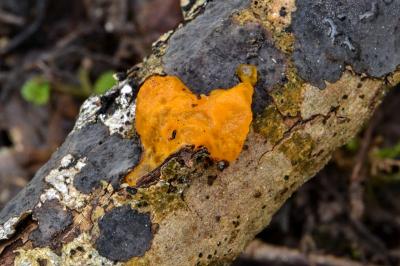 Tremella mesenterica