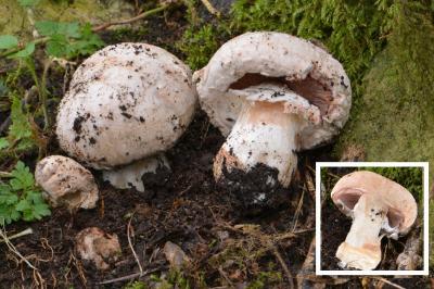 Agaricus