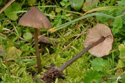 Entoloma hirtipes