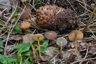 Strobilurus tenacellus
