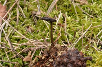 Auriscalpium vulgare