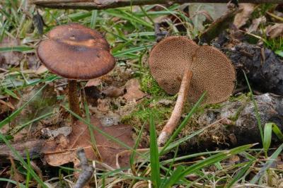 Lentinus brumalis
