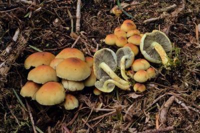 Hypholoma fasciculare
