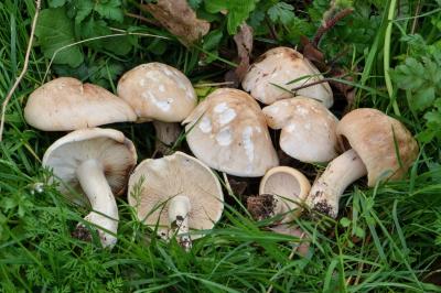 Calocybe gambosa