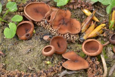 Dumontinia tuberosa