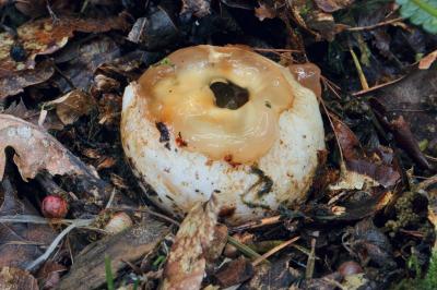 Phallus impudicus