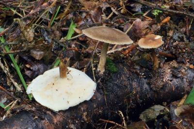 Polyporus ciliatus