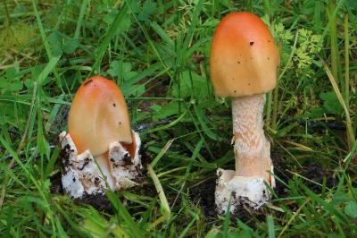 Amanita crocea