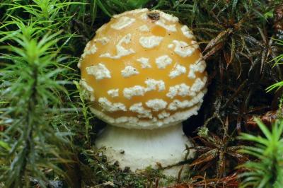 Amanita junquillea