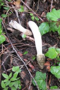 Phallus impudicus