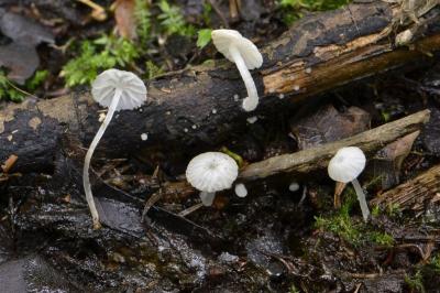 Delicatula integrella