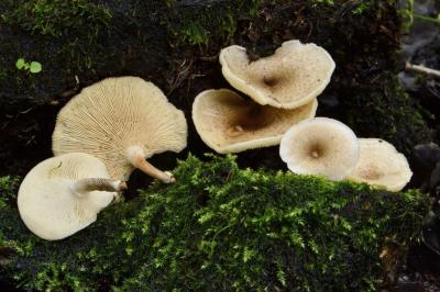 Lentinus tigrinus