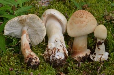 Amanita asteropus