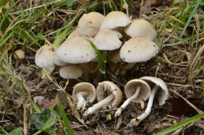 Psathyrella candolleana