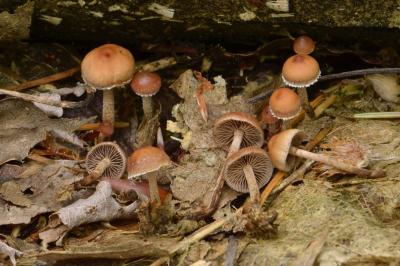 Psilocybe modesta
