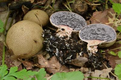 Scleroderma areolatum
