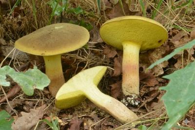 Xerocomus subtomentosus