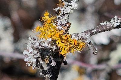 Teloschistes chrysophthalmus