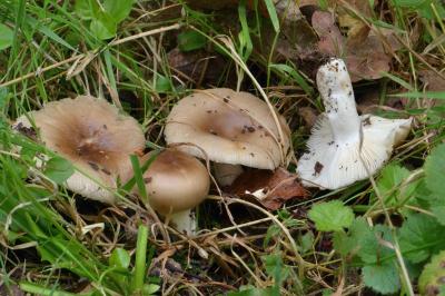 Russula amoenolens