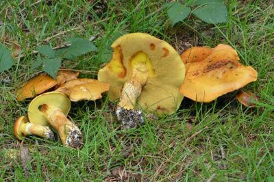 Suillus grevillei