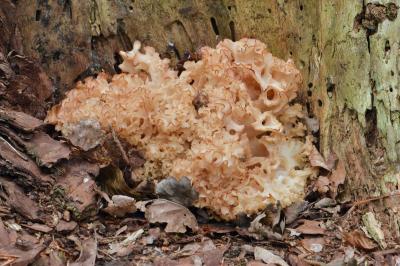 Sparassis crispa