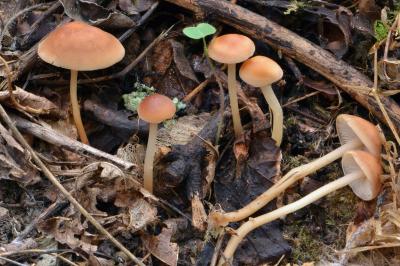 Collybia dryophila