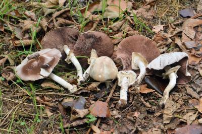 Agaricus xanthodermus