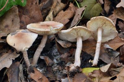 Lepiota subincarnata